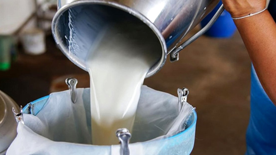 Toplanan inek sütü miktarı arttı