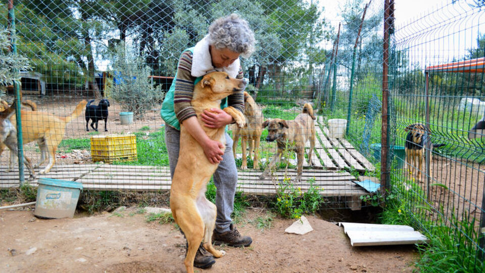 Azerbaycanlı piyanistin sokak hayvanı sevgisi!