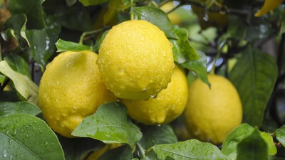 Limon ihracatında yüzde 59 artış