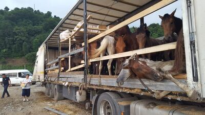 Atları ölüme terk etmişti, işte cezası!