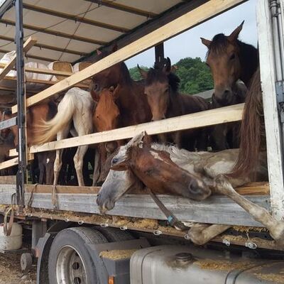 Atları ölüme terk etmişti, işte cezası!