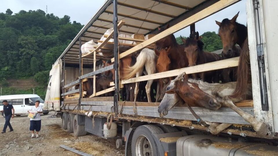Atları ölüme terk etmişti, işte cezası!