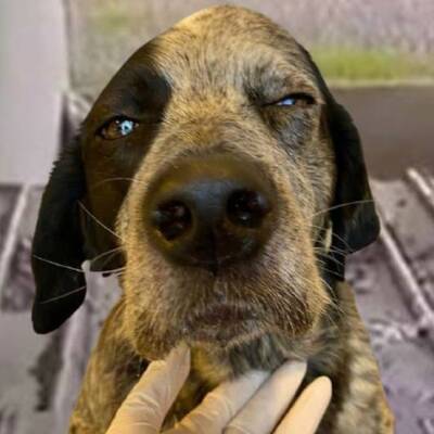 Sokak köpeğine 'pes' dedirten dayak!