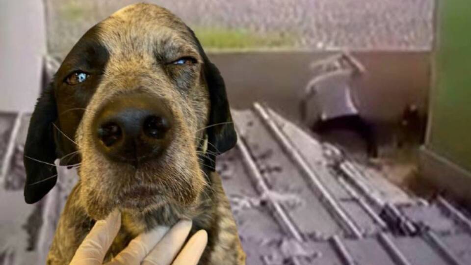 Sokak köpeğine 'pes' dedirten dayak!