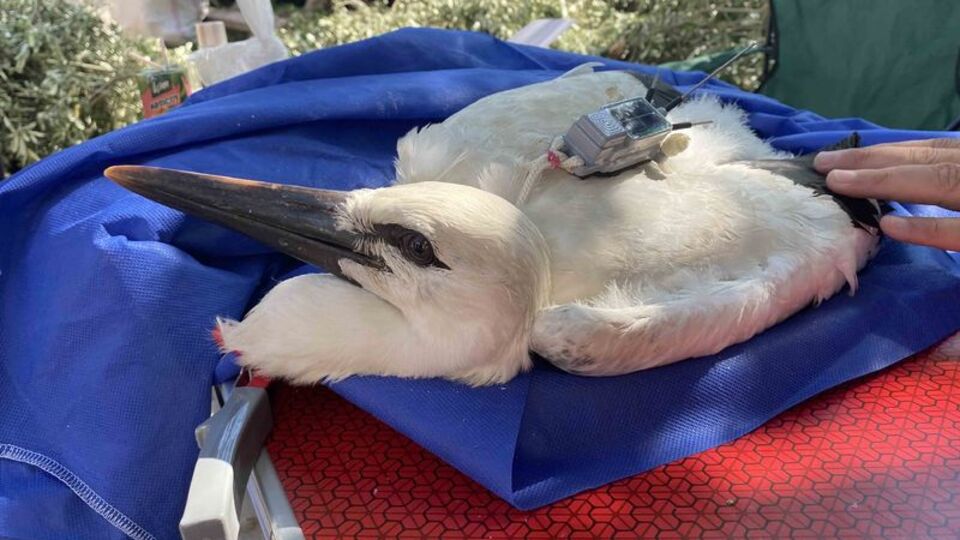 Telaşla aranıyordu... Yaren'in yavrusu bakın nerede çıktı!