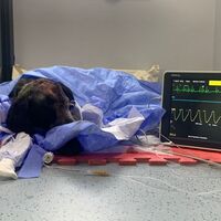 Öldüresiye dövülen 'Duman'a yeni kafatası çatısı