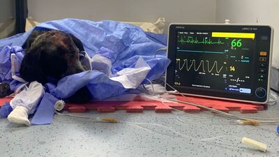 Öldüresiye dövülen 'Duman'a yeni kafatası çatısı