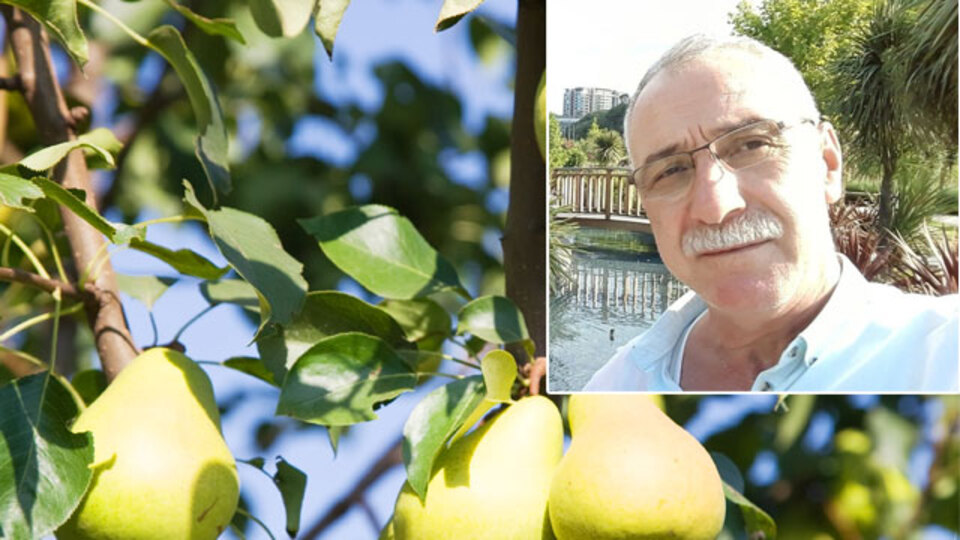 Armut ağacına çıktı! Akılalmaz olay!