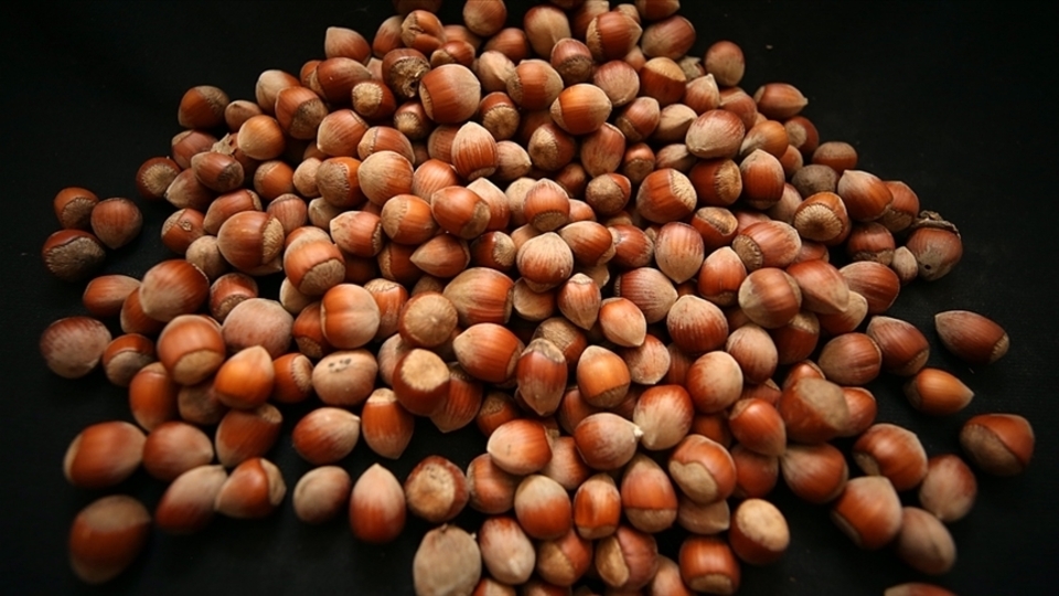 Trabzon'dan 59 ülkeye fındık ihracı