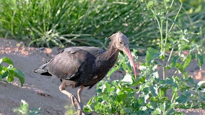 Türkiye'den göçe salındı! Hangi ülkede çıktı?