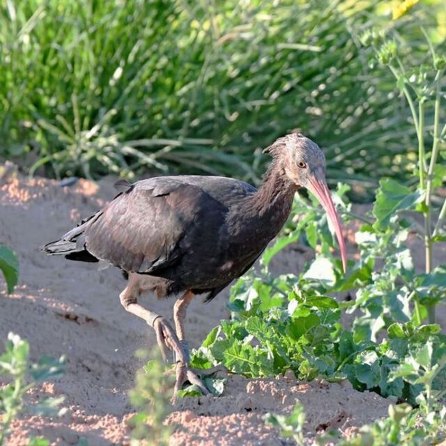 Türkiye'den göçe salındı! Hangi ülkede çıktı?