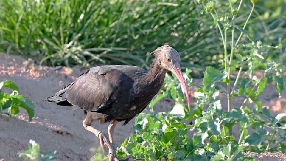 Türkiye'den göçe salındı! Hangi ülkede çıktı?