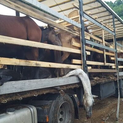 Görüntüler yürek yakmıştı! O atlardan haber var