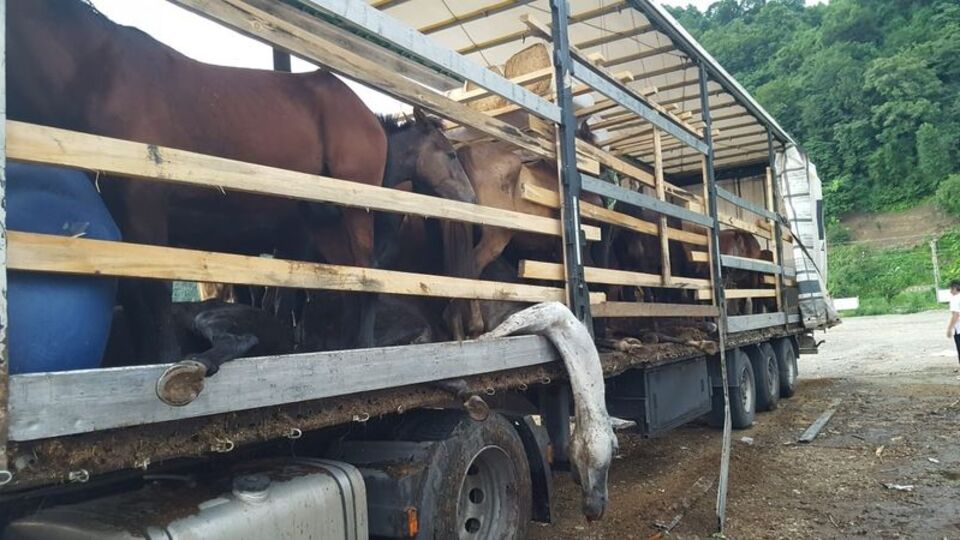Görüntüler yürek yakmıştı! O atlardan haber var