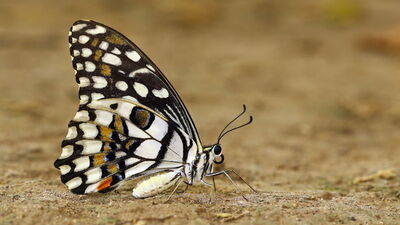 "KKTC'de ilk kez görüntülendi"