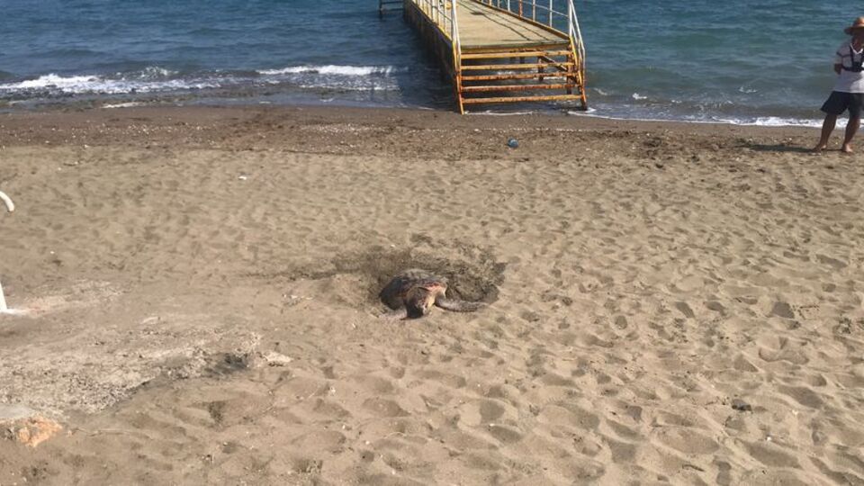 Mersin kumsalı ender görülen bir olaya ev sahipliği yaptı