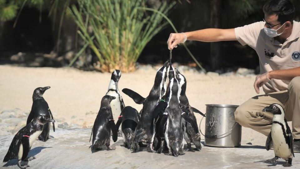 Penguenlerin beslenme saatleri ilgi görüyor