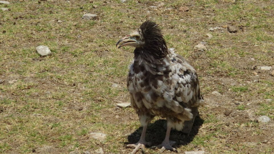 Tedavisi 4 ay sürdü... Doğaya bırakıldı