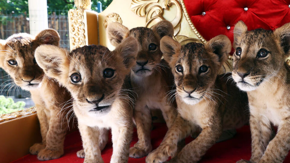 Yavru aslanlar Başkentli çocukların ilgi odağı