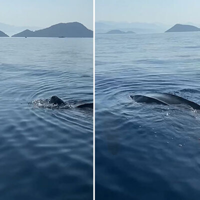 "Derisi timsah derisini andırıyordu" Heyecanlandıran görüntü