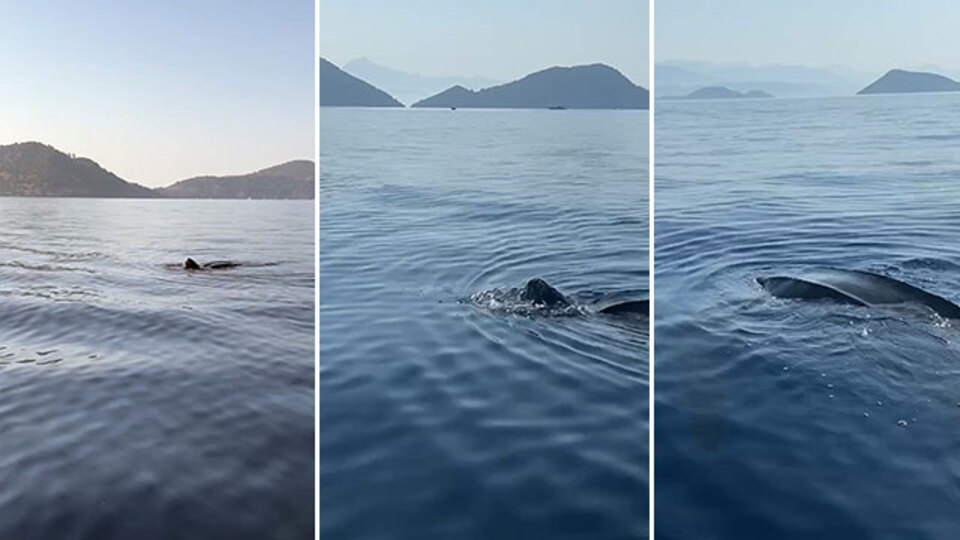 "Derisi timsah derisini andırıyordu" Heyecanlandıran görüntü