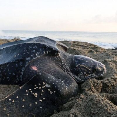 Deri sırtlı deniz kaplumbağası Muğla'da görüntülendi