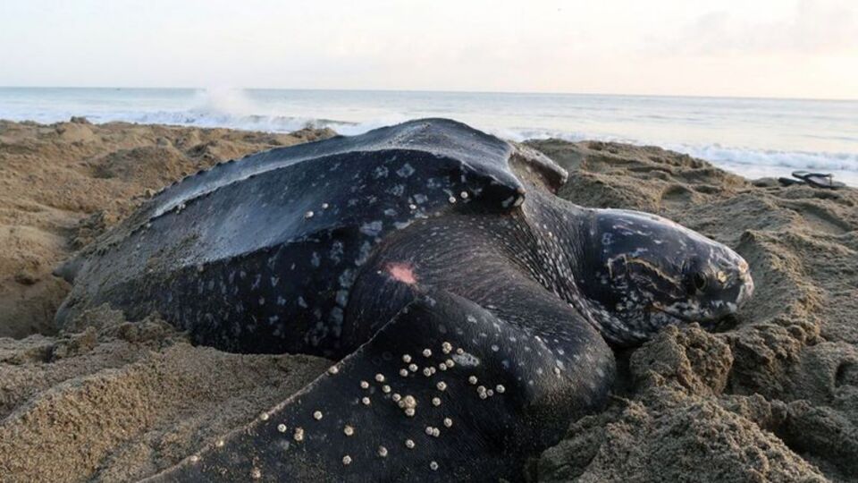 Deri sırtlı deniz kaplumbağası Muğla'da görüntülendi