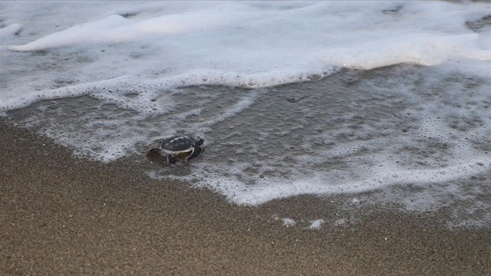 Sevindiren gelişme... Hatay'da görüldü