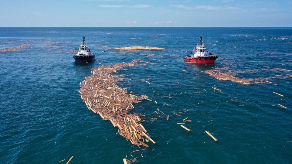 Karadeniz'de tomruk avı! Balıkçılar tedirgin