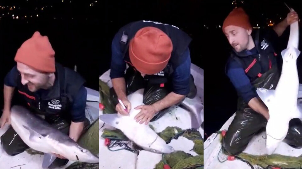 Trabzonlu balıkçının köpekbalığıyla diyaloğu interneti salladı