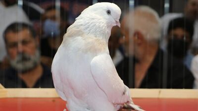 Otomobil fiyatına güvercin!