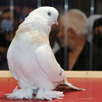 Otomobil fiyatına güvercin!