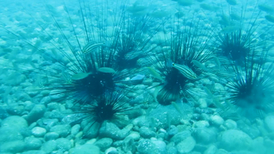 Su altında ilginç dayanışma... Akdeniz'de görüntülendi