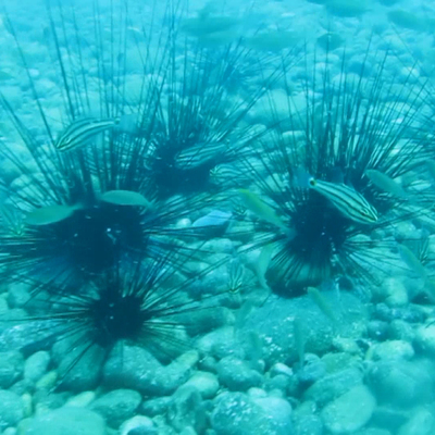 Su altında ilginç dayanışma... Akdeniz'de görüntülendi