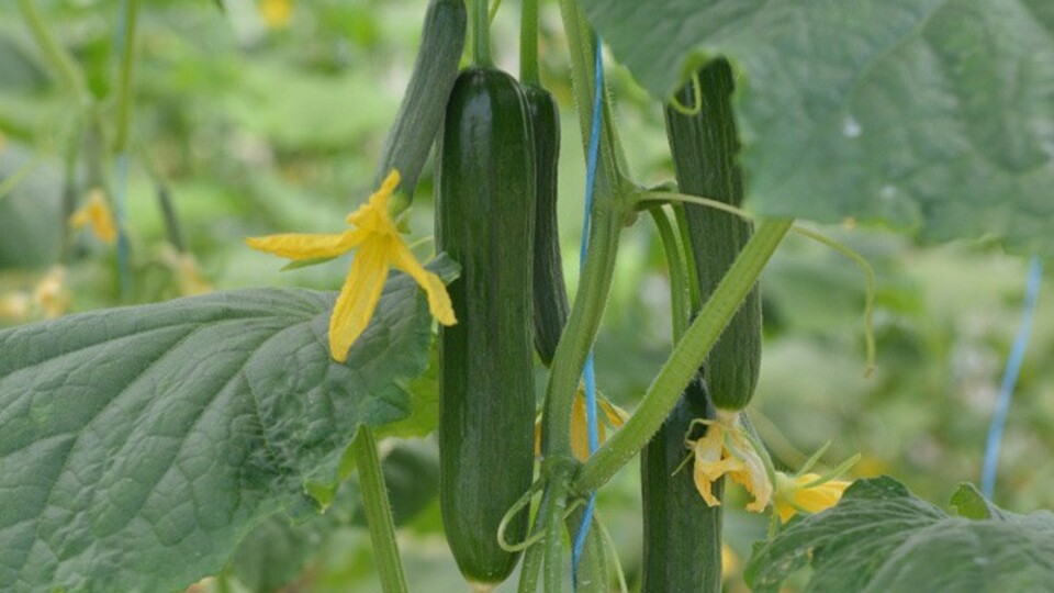 Salatalığın tarladan çıkış fiyatı 4 TL'yi geçti