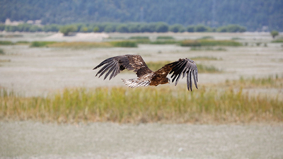 Tedavi sonrası doğaya salındı! Avrupa'nın en büyük türü