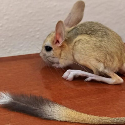 Kanguru gibi zıplayarak hareket ediyor! O ilimizde bulundu