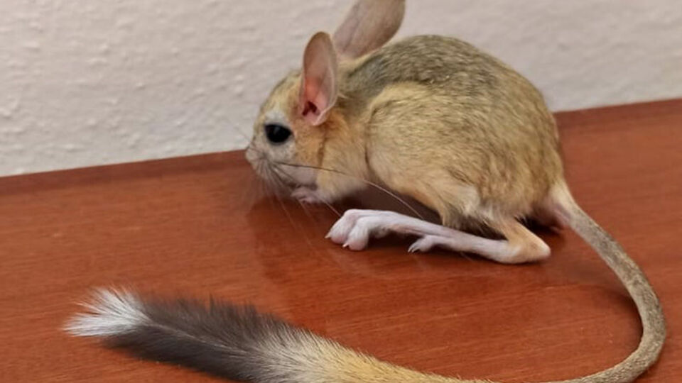 Kanguru gibi zıplayarak hareket ediyor! O ilimizde bulundu