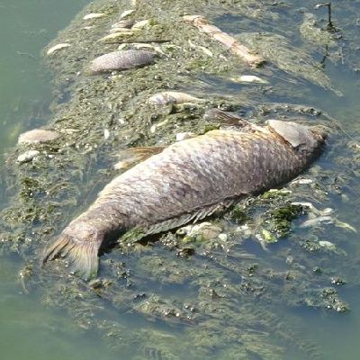 Felaket göz göre göre geldi!