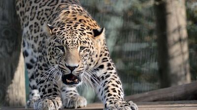 Fotoğraf çekimi sırasında leopar saldırdı!