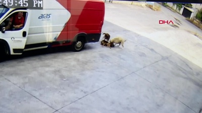 Korkunç! Göz göre göre 'Zeytin'i ezdi