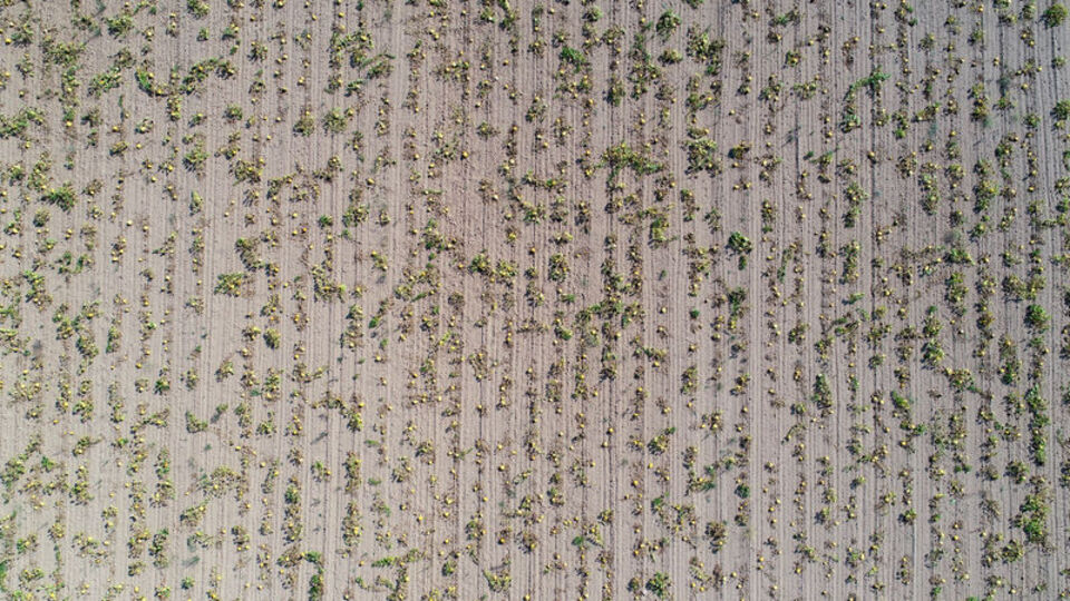 Kayserili yüksek rekolte bekliyor