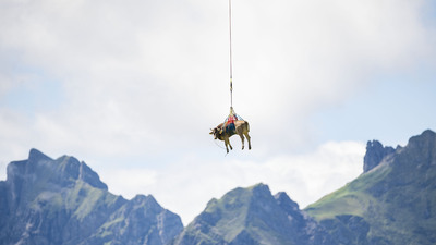 İsviçre'nin uçan inekleri