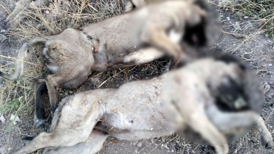 Korkunç olay! Yan yana dizilmiş köpek ölüleri bulundu