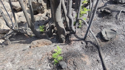 Marmaris ve Datça'da doğa yeniden canlanıyor