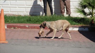 Yavruları katledilen anne yürekleri dağladı!