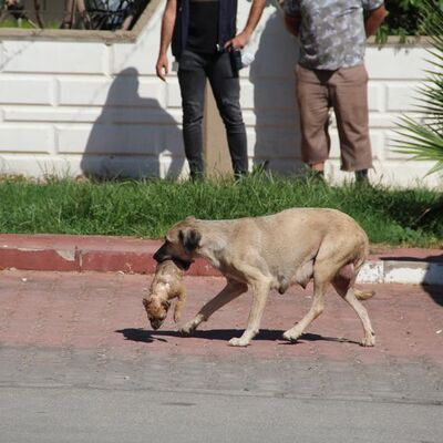 Yavruları katledilen anne yürekleri dağladı!