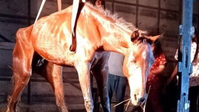 Dehşete düşüren ikinci at vakası!