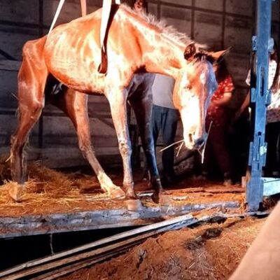 Dehşete düşüren ikinci at vakası!