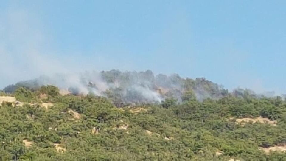 Dağ keçileri yangından kaçıyor